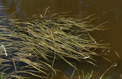 Vallisneria australis
