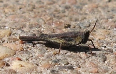 Tetriginae