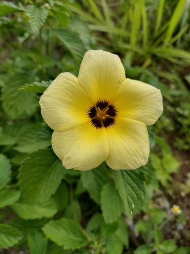 Turnera subulata
