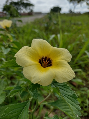 Turnera subulata