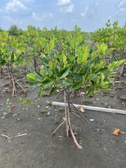 Rhizophora mucronata