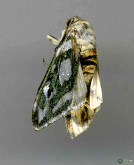 Cucullia argentea
