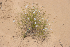 Brachyscome trachycarpa