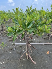 Rhizophora mucronata