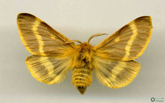 Lemonia dumi