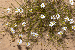 Brachyscome trachycarpa