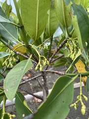 Rhizophora mucronata
