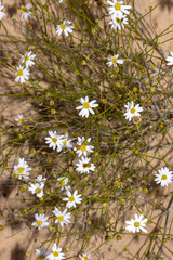 Brachyscome trachycarpa