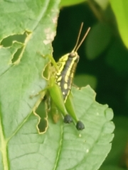 Sitalces