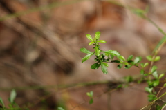 Bursaria spinosa