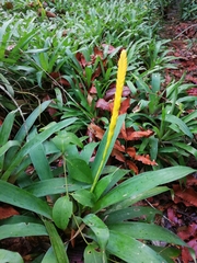 Vriesea splendens (Vriesea chrysostachys)