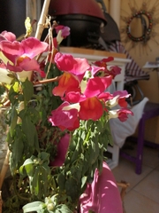 Antirrhinum majus