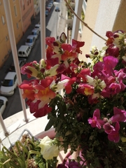Antirrhinum majus