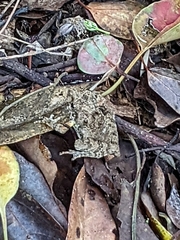 Kurixalus idiootocus