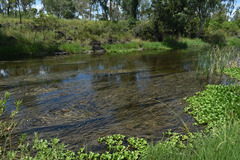 Vallisneria australis