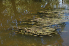 Vallisneria australis