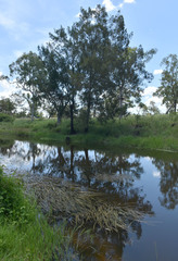 Vallisneria australis