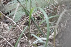 Bambusicola thoracicus