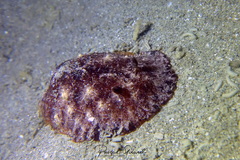 Geitodoris planata