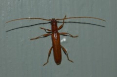 Psyrassa unicolor