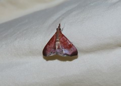 Hemiscopis sanguinea
