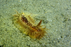 Janolus hyalinus