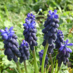 Muscari neglectum