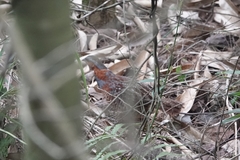 Bambusicola thoracicus