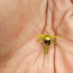 Luisia