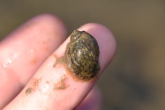 Ampullaceana balthica