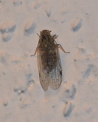 Melanoliarus aridus