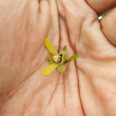 Luisia