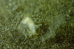 Trapania tartanella