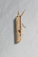 Compsotorna oligarchica