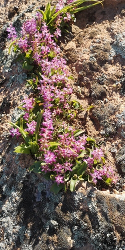 Lachenalia splendida