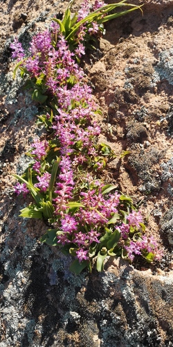 Lachenalia splendida