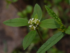 Spermacoce ocymoides