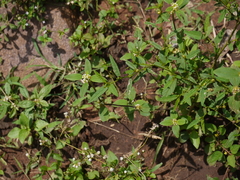 Spermacoce ocymoides