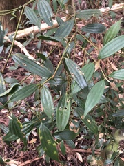 Cinnamomum subavenium