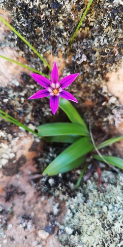 Romulea kamisensis