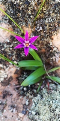 Romulea kamisensis