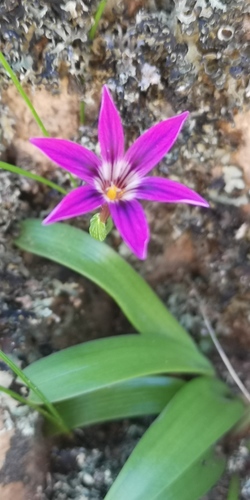 Romulea kamisensis