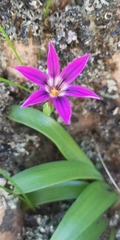 Romulea kamisensis