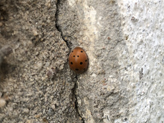 Henosepilachna argus