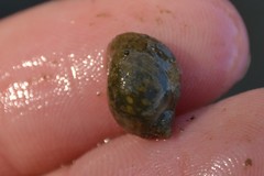 Ampullaceana balthica