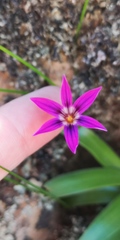 Romulea kamisensis
