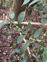 Cinnamomum subavenium