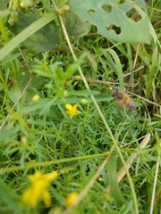 Apis mellifera