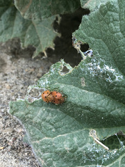 Henosepilachna argus