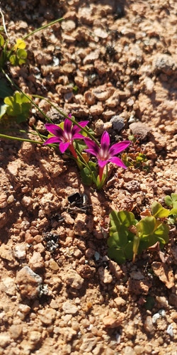 Romulea kamisensis